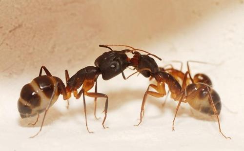 感悟螞蟻的愛情故事